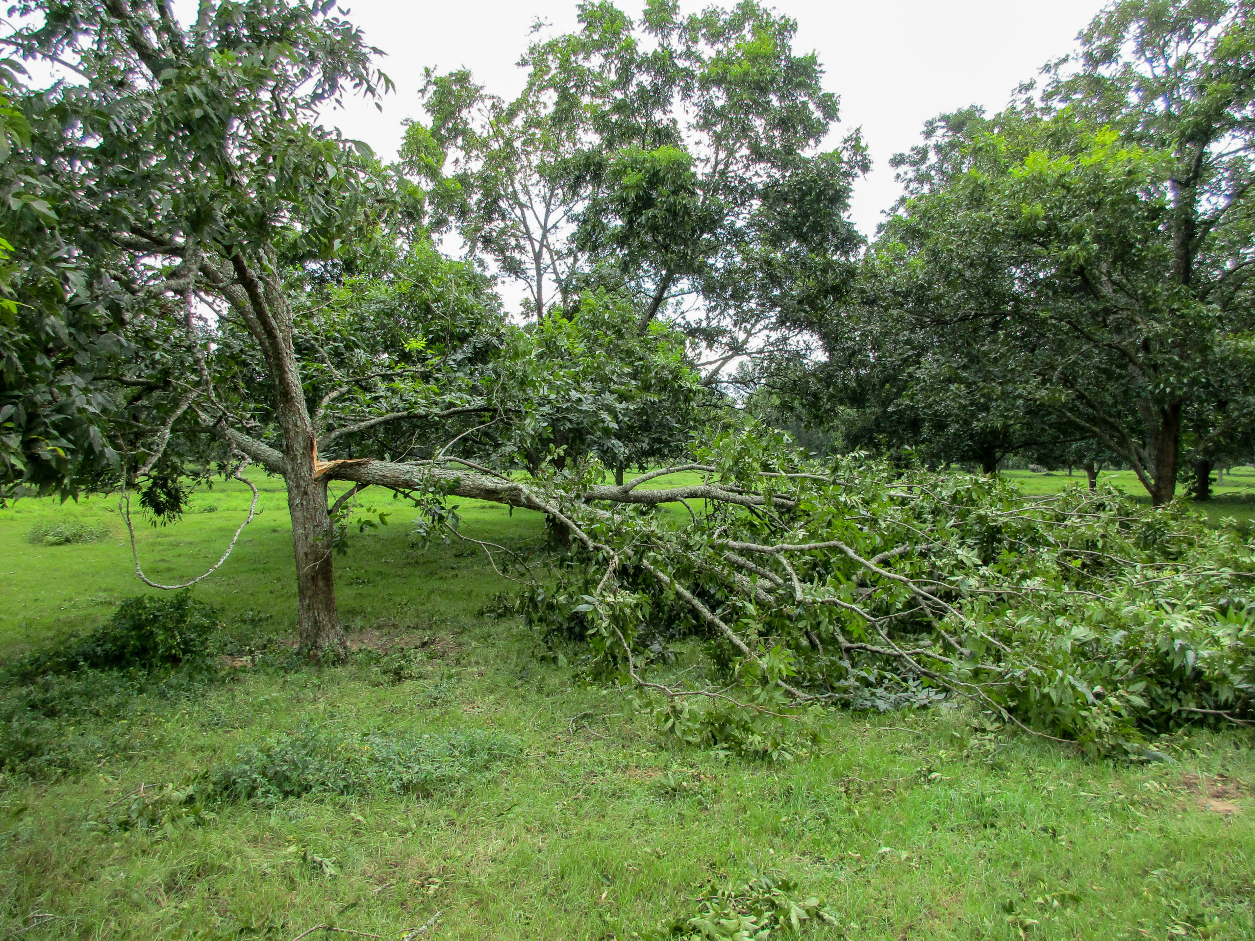 A large mature pecan tree was split in half by Hurricane Laura.