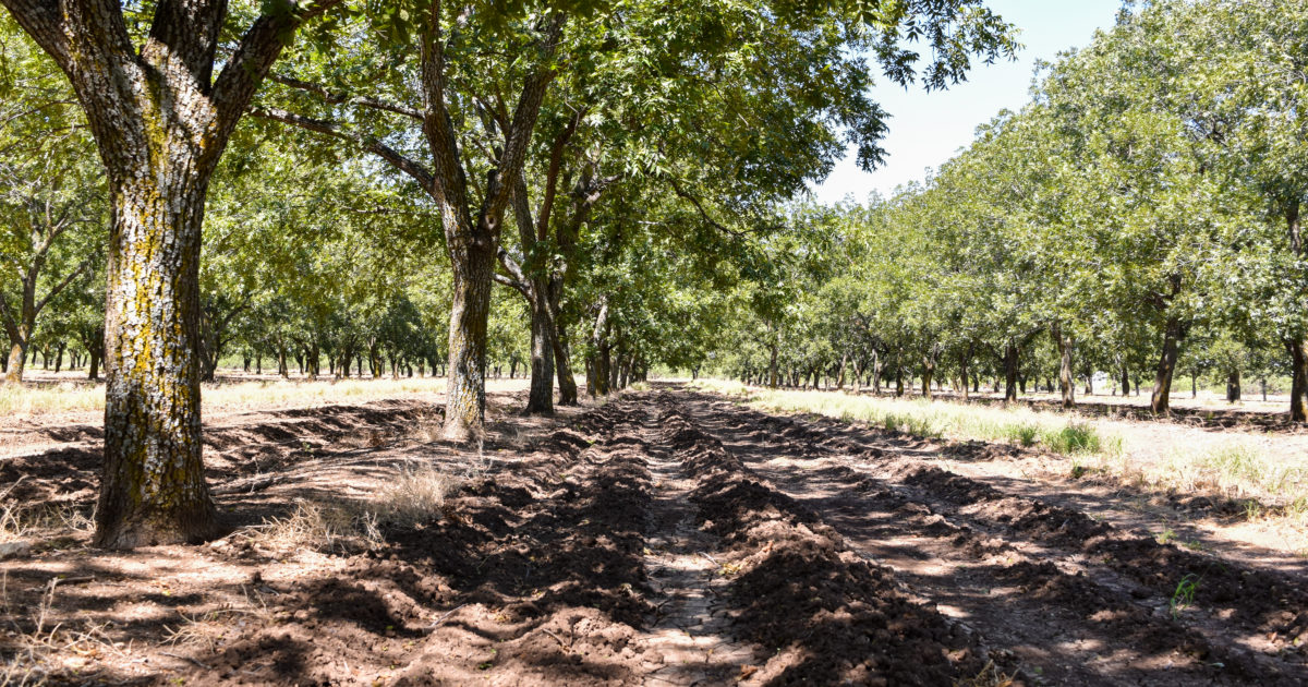 Rows of mature trees without a cover crop at 3SA for Veterans' orchard in Eldorado, Texas. This nonprofit pecan orchard helps vets.