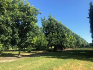 A row of mature pecan trees in a southeastern orchard in the summer. Their canopies have been hedged back and leave lots of space for sunlight.