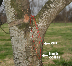A diagram showing the limb collar and where to cut on pecan trees when pruning during ice storm recovery. 