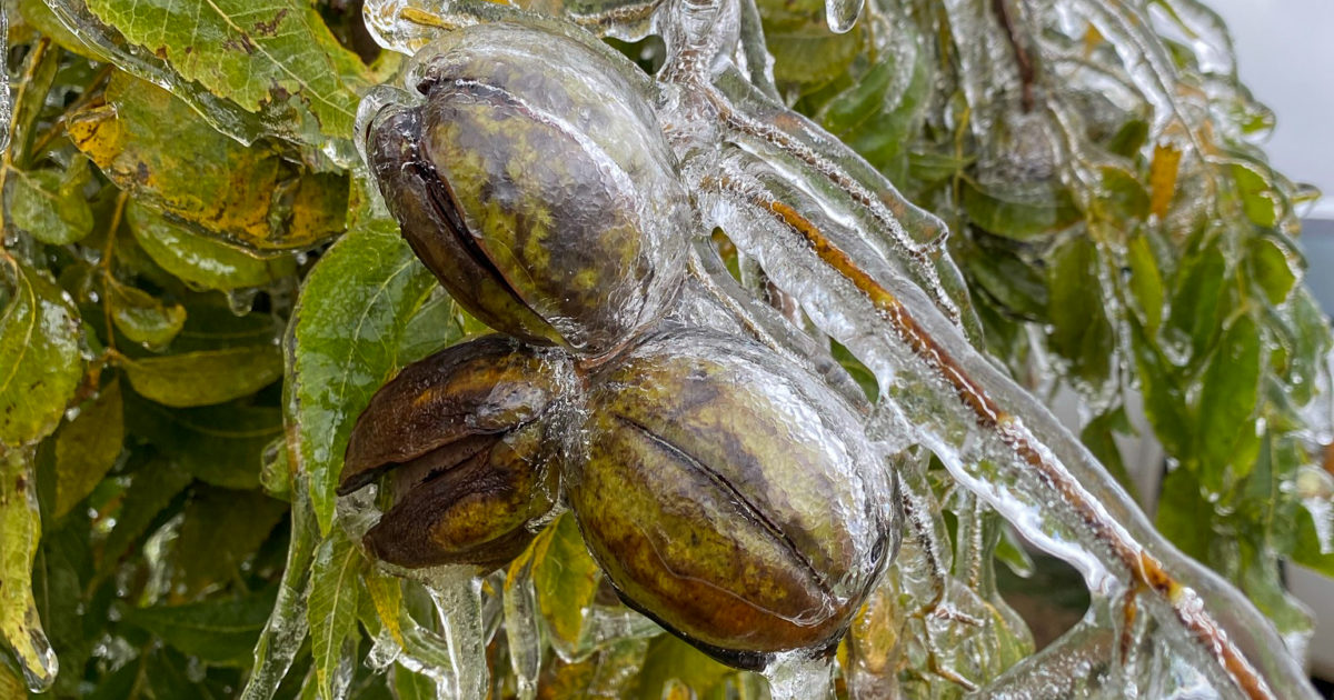 A nut cluster with slight shuck opening is coated in a layer of ice. Icicles hang off small branches and the cluster on this mature pecan tree, during an ice storm.