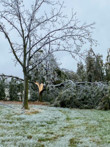 Two mature trees show different amounts of damage during the ice storm. The tree up front is covered in a thin layer of ice but has no leaves and is standing tall. The tree behind it has been split down the middle and is overburdened with leaves and nuts. Recovering from this ice storm will require pecan growers to approach these trees differently. 