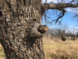 A stub grows out of a pecan tree where a limb was broken off or pruned incorrectly.