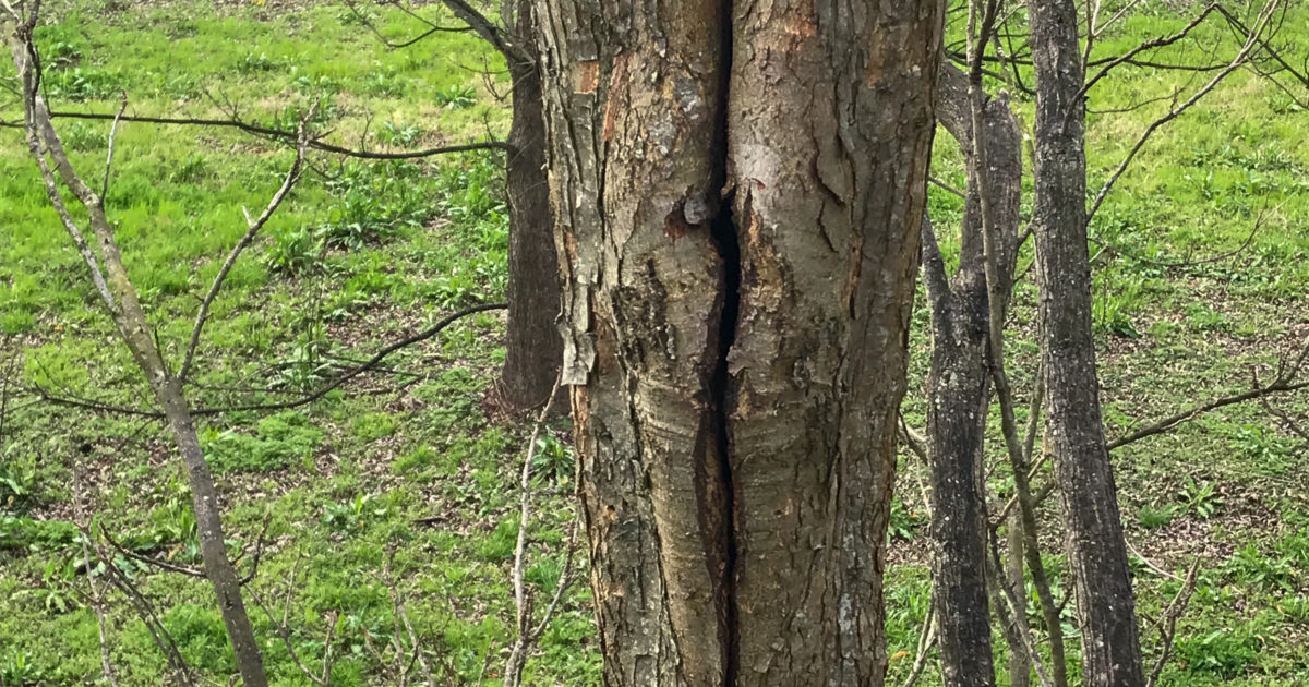 A pecan tree has a narrow crotch angle that grew out of included bark. This pecan tree may exhibit severe limb breakage after storms.
