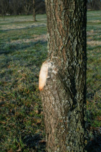 An example of a pecan tree that was pruned correctly. The limb was cut off close to the trunk and its wound is smooth.
