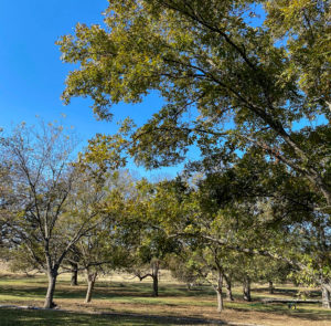 A pecan orchard with some trees without leaves and others with a full canopy. Different varieties drop their leaves at different times.