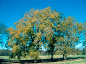 Some pecan trees undergo senescence in the fall. 