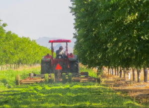 A red tractor mows down grassy cover crop between rows of mature pecan trees. 