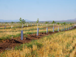 Recently planted pecan trees grow with a grass cover crop in the western part of the U.S.