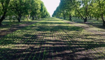 Two rows of mature pecan trees separated by burgeoning cover crop.
