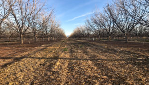 Cover crop stubble covers the floor of a mature pecan orchard along with prunings.