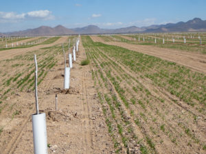 Young pecan trees were planted alongside drilled seeds in a western pecan orchard with sandy soils.