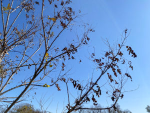 A pecan tree retains its leaves after harvest and into dormancy. How trees lose their leaves may impact how they grow leaves back in the next season.