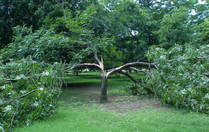 A pecan tree is split from the top in four different ways and shows severe limb breakage.