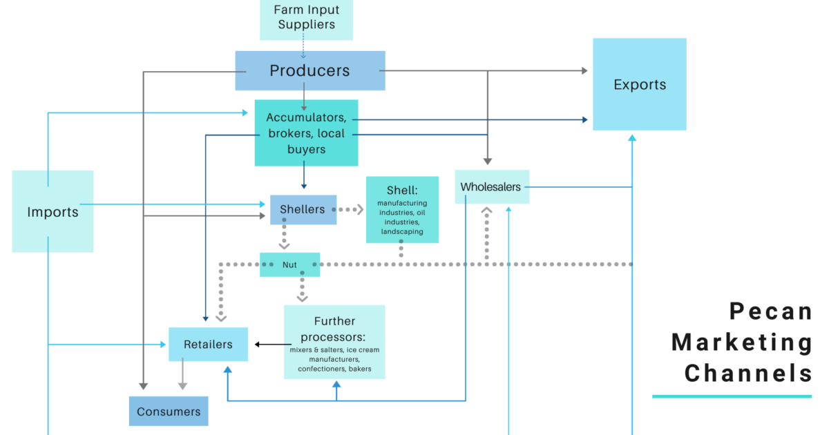 Flowchart shows the potential paths pecans take through industry marketing channels.