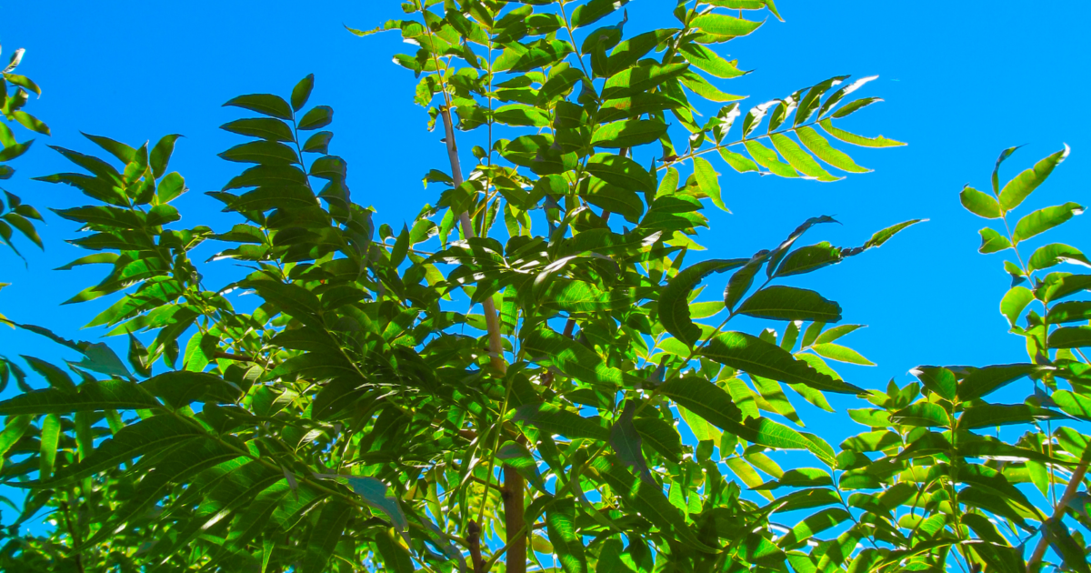 A mature pecan tree with dense, green foliage stretches its branches toward the sky, which forms a deep blue background to this photo. To grow a better pecan crop, pecan producers should focus on leaves during dormant season.