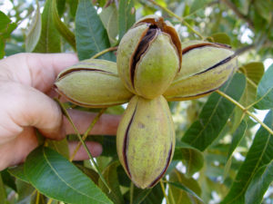 An 'Avalon' nut cluster enters shucksplit. The cluster has four shucks. One of several new pecan varieties, 'Avalon' averages 2.5 nuts per cluster.