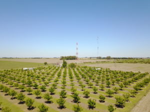 Photo taken by a drone shows a view of a pecan orchard in Argentina. The orchard is bordered by pastures.