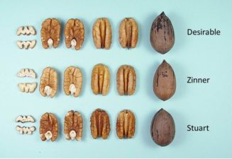 A comparison of a new pecan cultivar 'Zinner' to older varieties 'Desirable' and 'Stuart.' Each cultivar is laid out in a row that shows the nut inshell, halves, and top view of a kernel.