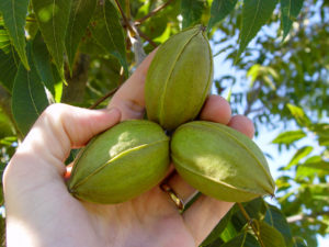 A cluster of 'Zinner' pecans has developed three nuts. The shucks are still closed tight.