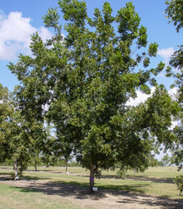 One of many new pecan varieties, 'Zinner' soaks up sun in a mature orchard in the Southeast. The tree has a full, dark green canopy.
