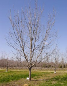 A 'Zinner' tree grows relatively straight in a mature orchard in Georgia. The tree has split off into three branches near the trunk with one central leader growing from the original three. The tree exhibits several other forks on those main branches.