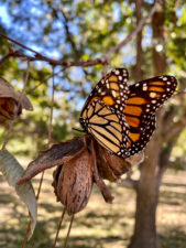 A Monarch butterfly rests on top of a mature nut cluster in an orchard in Coahuila, Mexico.