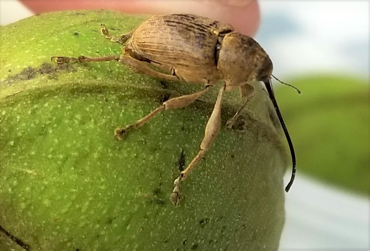 An adult pecan weevil female sits on top of a pecan shuck and prepares to pierce it with her mouthparts. Several pecan weevil quarantines in the western U.S. seek to prevent the spread of this pest.