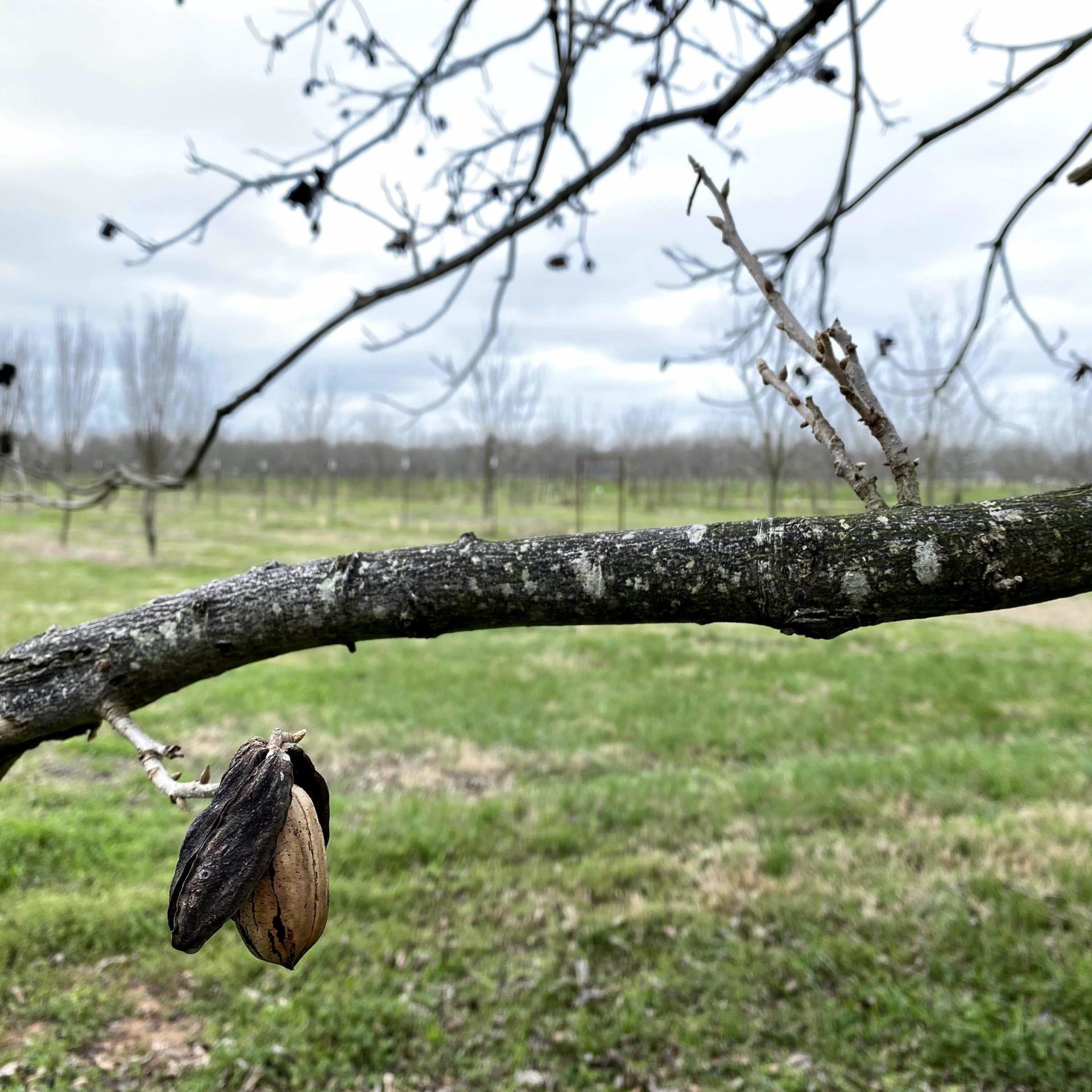 Left behind after harvest, a pecan hangs on a dormant tree in an orchard in College Station, Texas. The branch it is on cuts through the middle of the picture, while the tips of the tree's other branches dip into frame from the top.