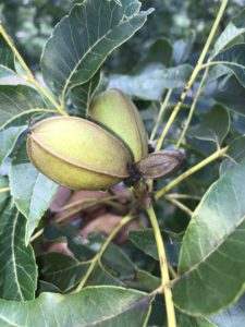 A pecan nut cluster has 2nd generation pecan nut casebearer damage at the base of the shucks. Because of the damage, one of the three shucks is underdeveloped and dark brown. 
