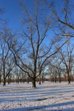 'Moneymaker' pecan orchard in winter.