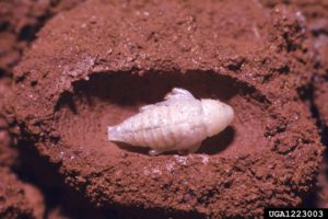 Pecan weevil pupa overwinters inside an underground cell that it dug in the soil.