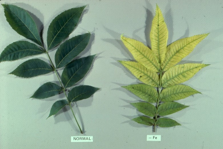 Two pecan leaflets laid side by side. The one on the left is a dark green, while the one on the right is yellow with light green veins, indicating a micronutrient deficiency.