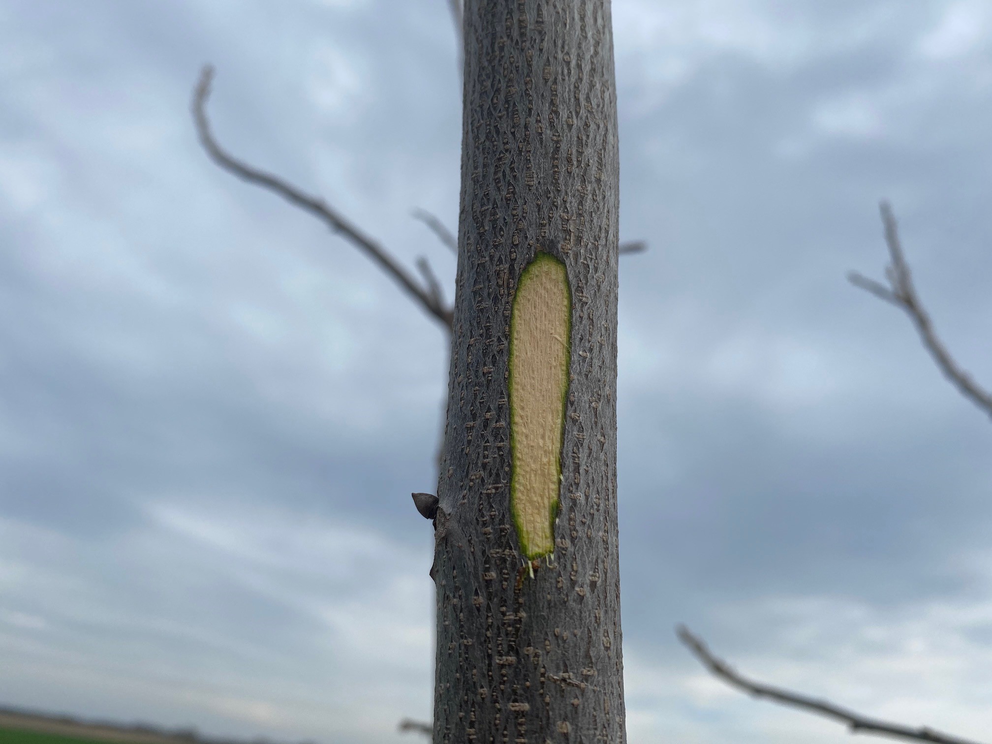 A sliver of bark has been cut out of this young pecan tree after the freeze. The center of the cut is a little tan but the edges are a vibrant green.
