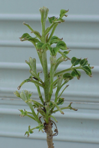 A short pecan limb that has started to bud out. Growth is very short and tips of flowers and leaves are brown. The short growth appears to be wilting.