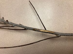 A thin branch with a couple of petioles on it. A sliver was taken after the freeze to check the bark, and the edges of the cut are brown, indicating a dead branch.