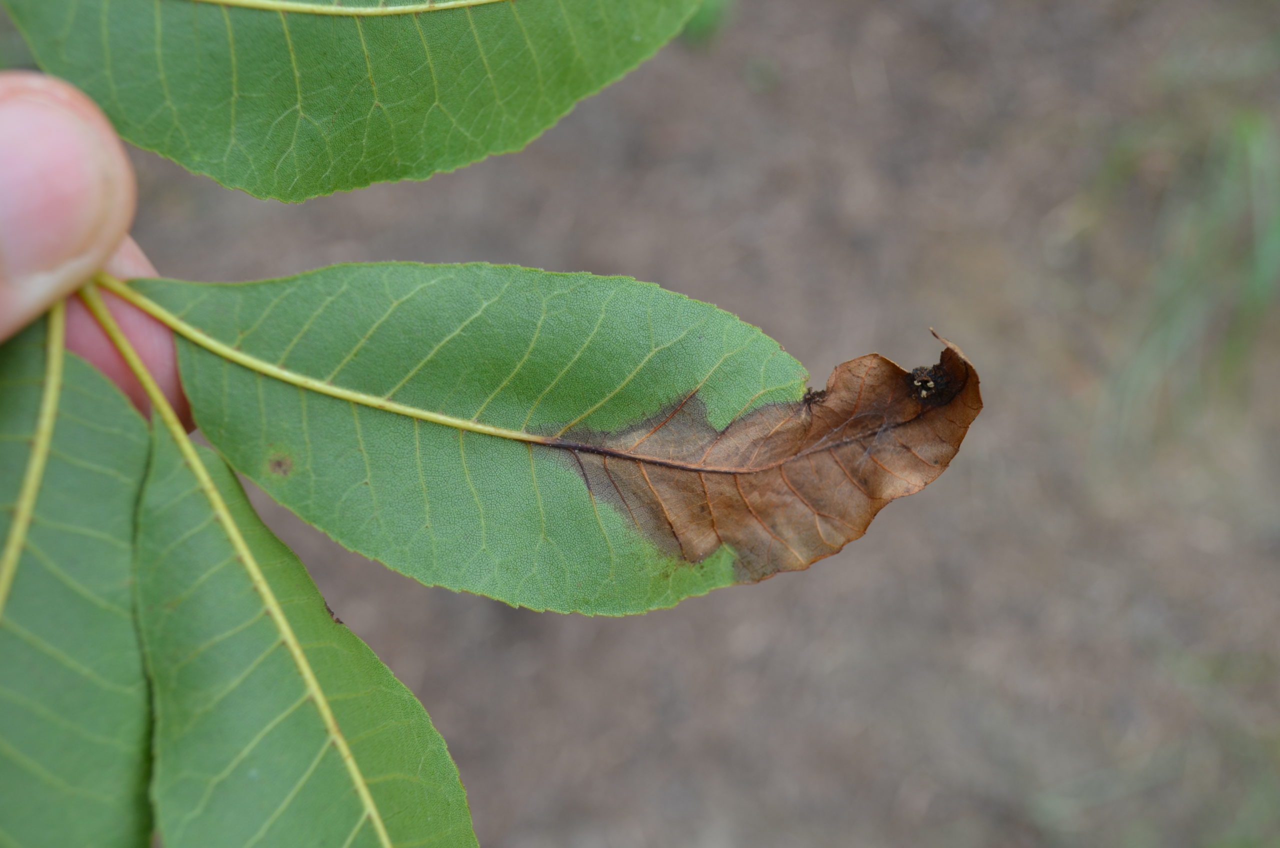 A green pecan leaf with a brown leison growing in from the leaf tip. The leaf tip is curling in and dying off from neofusicoccum caryigenum.
