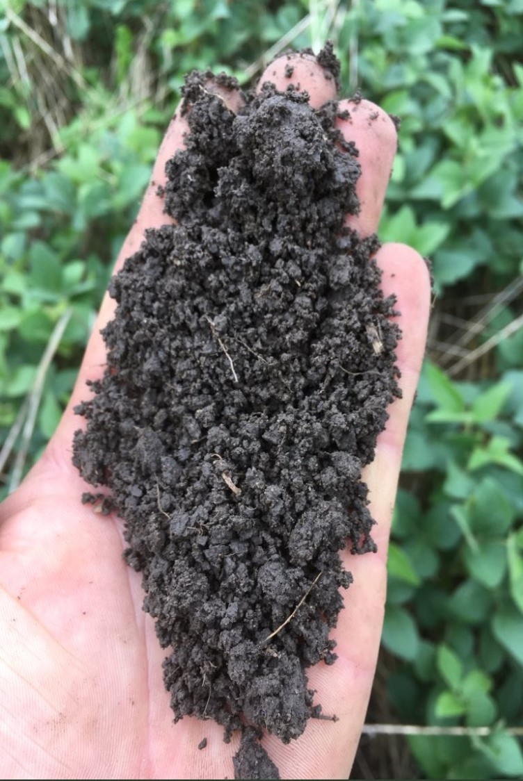 Healthy soil from the Noble Research Institute
