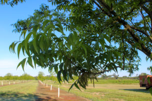 Catkins hang from a pecan tree in the foreground at Vicki Lynn Pecans orchard in Colquitt. In the background, a row of recently planted trees bud out in the spring.