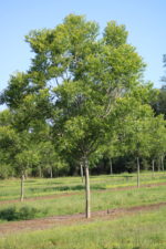 A young pecan tree sits in a herbicide strip at Vicki Lynn Pecans orchard.