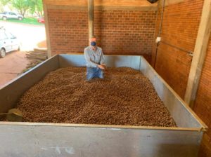 A man stands in a bin filled with inshell pecans.