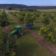 A pecan grove in Brazil. A green tractor is backed up near a maturing pecan tree and has wrapped a shaker around it.