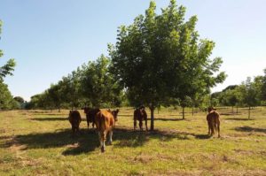 Cows gather under a pecan tree in an orchard in Brazil.