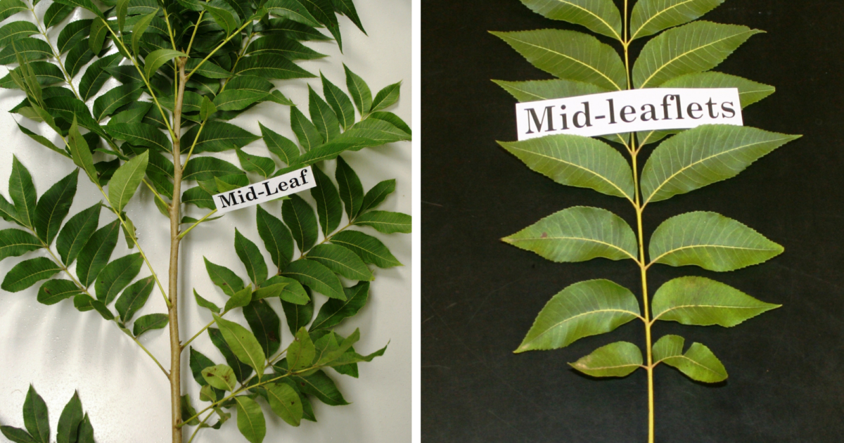 Images showing where to find the midleaf and midleaflets are located when collecting a sample for leaf analysis.