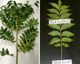 Images showing where to find the midleaf and midleaflets are located when collecting a sample for leaf analysis.