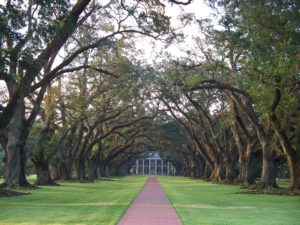 The walk leading up to Oak Alley Plantation, where the 'Centennial' pecan was first propagated and kickstarted the modern pecan industry.