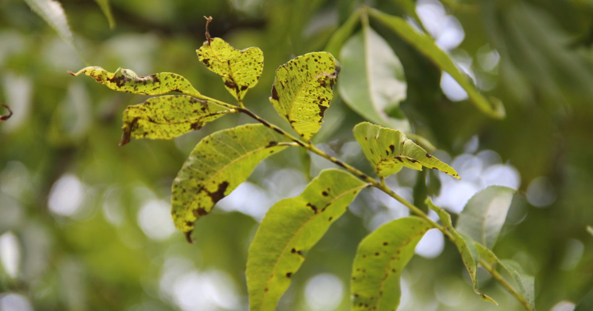 Black lesions cover pecan leaves, signaling pecan scab. There are options for organic control of pecan diseases.