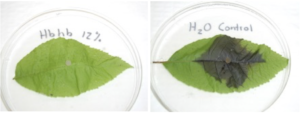 Two leaves with different treatment methods sit on display in petri dishes.