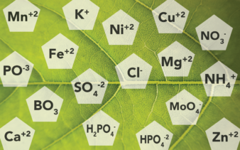 A graphic showing the different essential elements in pecan in their chemical abbreviations.