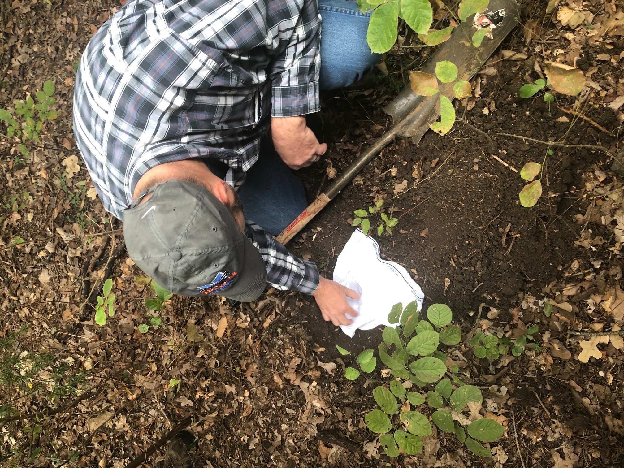 A man buries new cotton underwear in his orchard to observe his soil health.